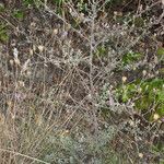 Centaurea aplolepa habit picture by Martin Bishop (cc-by-sa)