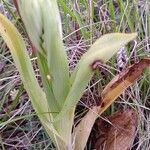 Anacamptis coriophora leaf picture by Hélène PitouK (cc-by-sa)