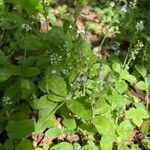 Veronica serpyllifolia habit picture by Patrice Bracquart (cc-by-sa)