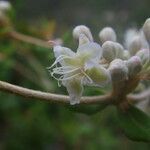 Eriogonum tomentosum flower picture by Sylvain Piry (cc-by-sa)