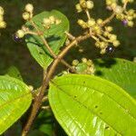 Miconia ibaguensis leaf picture by Nelson Zamora Villalobos (cc-by-nc)