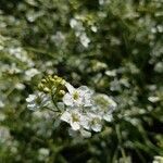 Crambe cordifolia flower picture by Rudo Walinga (cc-by-sa)