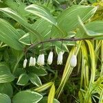 Polygonatum biflorum flower picture by john gallant (cc-by-sa)