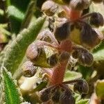 Plectranthus xylopodus fruit picture by susan brown (cc-by-sa)