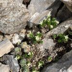 Galium pyrenaicum habit picture by Fabien Anthelme (cc-by-sa)