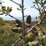 Quercus coccifera fruit picture by Blázquez Sara (cc-by-sa)