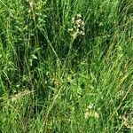 Juncus subnodulosus habit picture by Daniel Bourget (cc-by-sa)