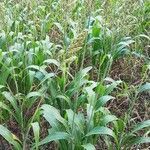 Sorghum bicolor habit picture by lolo P (cc-by-sa)