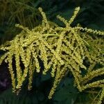 Aruncus dioicus fruit picture by Kampf Robert (cc-by-sa)