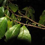 Erythroxylum fimbriatum fruit picture by Jean-François Molino (cc-by-sa)