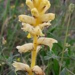 Orobanche lutea leaf picture by Serge Fournier (cc-by-sa)