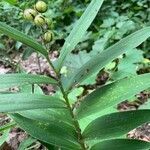 Maianthemum stellatum habit picture by Marilyse Goulet (cc-by-sa)