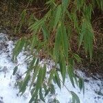 Phyllostachys nigra leaf picture by Max Haidvogl (cc-by-sa)