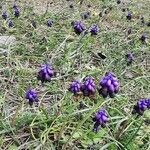 Muscari commutatum flower picture by Angelos (cc-by-sa)