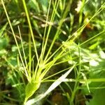 Aegilops neglecta flower picture by bas yves (cc-by-sa)