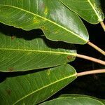 Sapium pachystachys leaf picture by Nelson Zamora Villalobos (cc-by-nc)