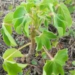 Jatropha gossypiifolia habit picture by Trap Hers (cc-by-sa)