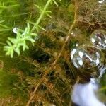 Utricularia vulgaris leaf picture by Georg Rosenbaum (cc-by-sa)