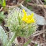 Waltheria communis flower picture by Trap Hers (cc-by-sa)