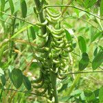 Indigofera suffruticosa fruit picture by claire Felloni (cc-by-sa)