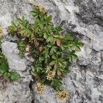 Potentilla caulescens habit picture by Daniel Bourget (cc-by-sa)