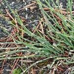 Equisetum variegatum leaf picture by Alain Louis (cc-by-sa)