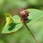 Euphorbia dulcis habit picture by Yoan MARTIN (cc-by-sa)