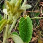 Helinus integrifolius leaf picture by susan brown (cc-by-sa)