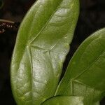 Passiflora megacoriacea leaf picture by Nelson Zamora Villalobos (cc-by-nc)