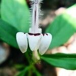 Andrographis paniculata flower picture by Neeraj Neeraj Tiwari (cc-by-sa)