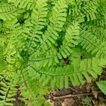 Adiantum pedatum leaf picture by Leah Harrison (cc-by-sa)