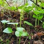 Gennaria diphylla habit picture by Andrea Schieber (cc-by-sa)