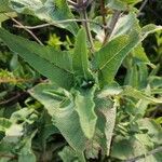 Salvia canariensis leaf picture by Jaime Diaz Pacheco (cc-by-sa)