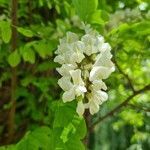 Robinia pseudoacacia flower picture by Severin Ronald (cc-by-sa)