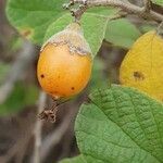 Cordia monoica fruit picture by susan brown (cc-by-sa)