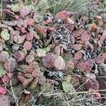 Opuntia humifusa habit picture by Jacques Zuber (cc-by-sa)