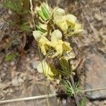 Aconitum anthora flower picture by Serrano (cc-by-sa)