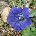 Gentiana occidentalis flower picture by Sylvain Piry (cc-by-sa)