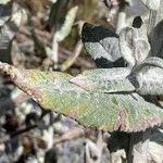 Senecio tergolanatus leaf picture by Fabien Anthelme (cc-by-sa)