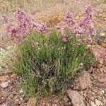 Limonium insigne flower picture by Gilbert ROEGEL (cc-by-sa)