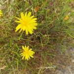 Launaea lanifera flower picture by Cardo azul (cc-by-sa)