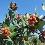 Rhus integrifolia fruit picture by Shmalex Alex (cc-by-sa)