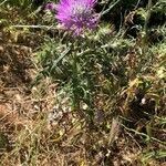 Galactites tomentosus habit picture by Antoine Fournier (cc-by-sa)