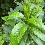 Senecio sarracenicus leaf picture by b v (cc-by-sa)