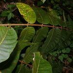 Cedrela tonduzii leaf picture by Nelson Zamora Villalobos (cc-by-nc)