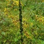 Platanthera chlorantha fruit picture by Simon Dietmann (cc-by-sa)