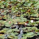 Nymphaea alba leaf picture by Pablo Gutierrez Del Villar (cc-by-sa)