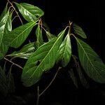 Ocotea puberula leaf picture by Jean-François Molino (cc-by-sa)