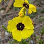 Cistus ocymoides flower picture by Daniel Bourget (cc-by-sa)