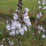 Linaria arvensis flower picture by Alix Raffaillac (cc-by-sa)